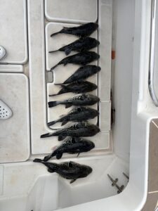 トラフグ便のイメージ